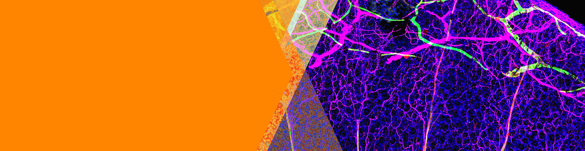banner-img